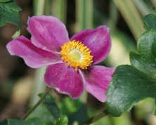 Zawilec Japoński Splendens Anemone Hupehensis 9