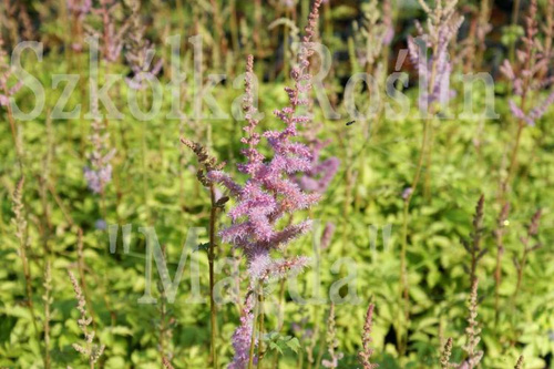 Tawułka chińska Astilbe chinensiss var. Pumila 1l