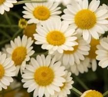 Rumian żółty Sauce Hollandaise Anthemis tinctoria