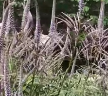 Przetacznikowiec Fascination Veronicastrum Virginicum 0,5l-2l