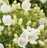 Dzwonek karpacki Avida White Campanula carpatica 9