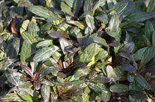Dąbrówka rozłogowa Chocolate Chip Ajuga Reptans