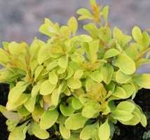 Berberys Thunberga Golden Zwerg Berberis Thunbergii 1l