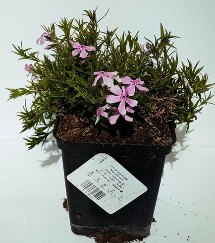 Floks szydlasty Moerheimii Phlox subulata 9