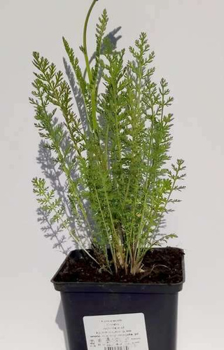 Krwawnik Credo Achillea 1l