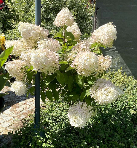 Hortensja bukietowa Phantom Hydrangea Paniculata 1l