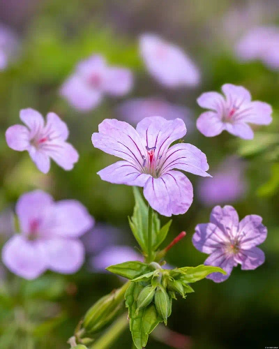 Bodziszek kolankowy Geranium nodosum