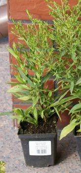 Aster krzaczasty Peter Pan Aster dumosus 9 