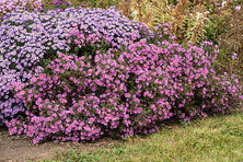 Aster krzaczasty Peter Harrison Aster dumosus 9 