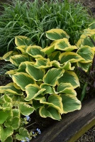 Funkia Liberty Hosta 
