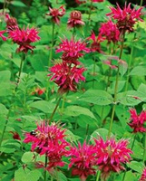 Pysznogłówka Raspberry Wine Monarda Didyma 9