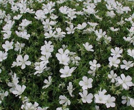 Bodziszek czerwony Album Geranium sanguineum 1l