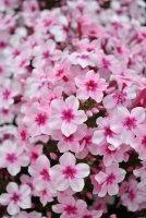 Floks, Płomyk Early Pink Phlox Paniculata 