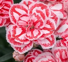 Goździk Raspberry Eyes Dianthus hybrida