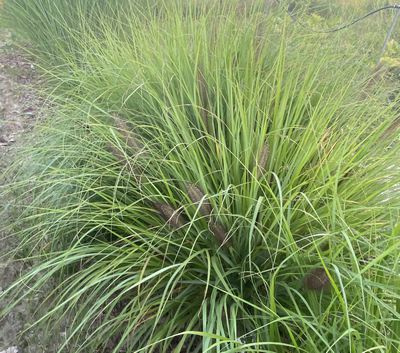 Rozplenica Japońska Red Head Pennisetum Alopecuroides 9