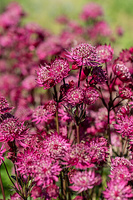 Jarzmianka Astra Red Astrantia hybrida 0,5l - 1l