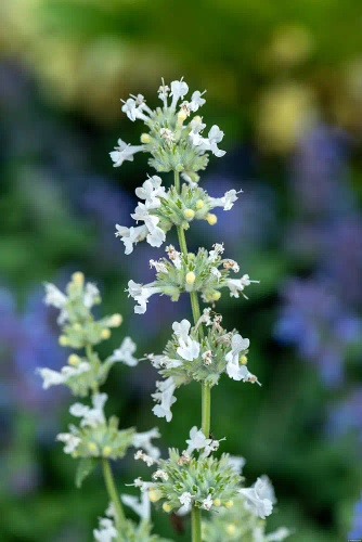 Kocimiętka Fasena Snowflake Nepeta Faassenii