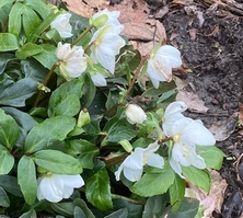 Ciemiernik biały Irene Helleborus Niger