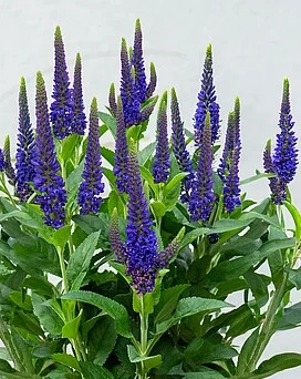 Przetacznik Lancita Blue Veronica hybrida