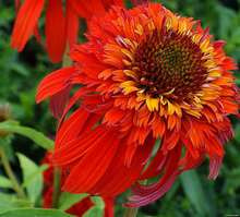 Jeżówka Hot Papaya Echinacea 9 