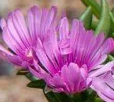 Delosperma Sundella Lavender Delosperma