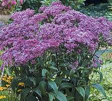 Sadziec purpurowy  Baby Joe Eupatorium purpureum 0,5 - 1l