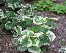 Brunnera wielkolistna Variegata Brunnera macrophylla 1l