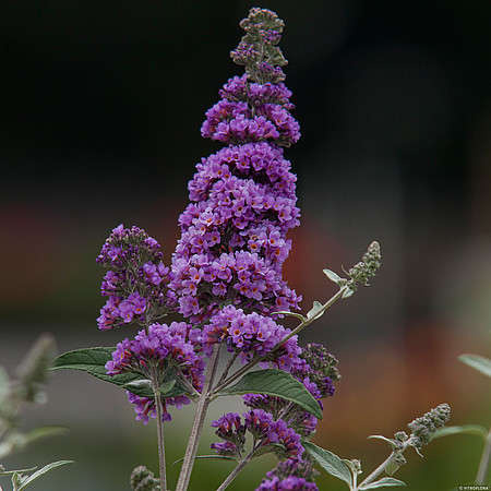 Budleja Dawida Lavender Cupcake Buddleja Davidii 1l