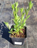 Gaura Graceful Blush Gaura lindheimeri 1l