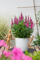 Przetacznik Lancita Pink Veronica hybrida