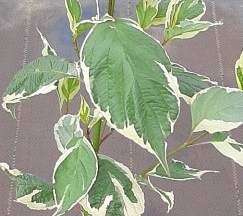 Dereń Biały Sibirica Variegata Cornus alba 1l