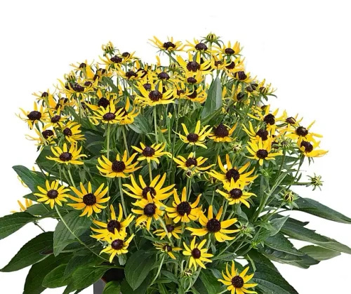 Rudbekia Błyskotliwa Sun Ka Ching Rudbeckia Fulgida