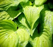 Funkia Sharmon Hosta 1 - 2l
