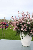 Gaura Graceful Light Pink Gaura lindheimeri