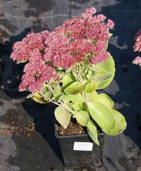 Rozchodnik wielki Herbstfreude Sedum telephium