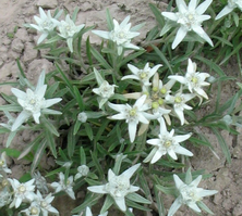 Szarotka alpejska Star of Alps Leontopodium Alpinum