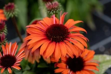 Jeżówka Meditation Orange Echinacea 