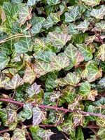 Bluszcz pospolity Hedera helix 9