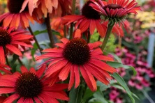 Jeżówka Fountain Red Echinacea 9