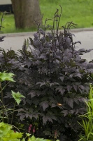 Pluskwica, Świecznica prosta Black Negligee Actaea simplex