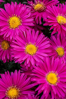 Aster nowobelgijski Neron Aster novi- belgii 