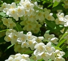 Jaśminowiec Innocence Philadelphus 1l