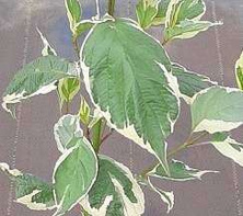 Dereń Biały Sibirica Variegata Cornus alba 1l