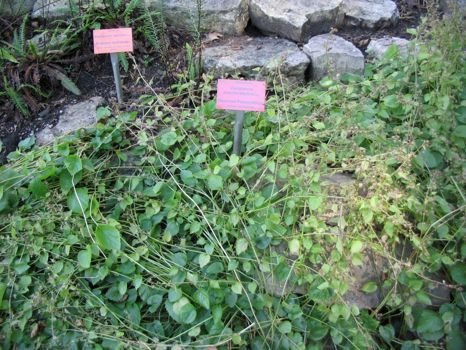 Dzwonek poszarskiego Silberregen Campanula  Poscharskyana 9