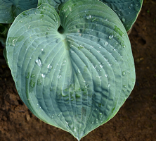 Funkia Big Daddy Hosta