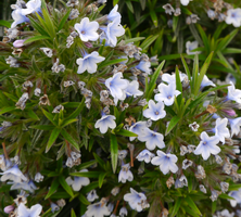 Nawrot Alba Lithodora Diffusa