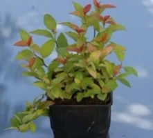 Tawuła japońska Goldflame Spiraea japonica 9-1l