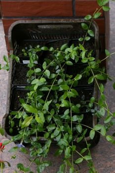 Barwinek pospolity Vinca minor 9