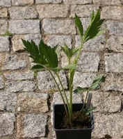 Rudbeckia Naga Herbstsonne Rudbeckia Laciniata