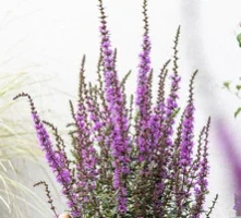 Krwawnica Luminara Lilac Lythrum hybrida